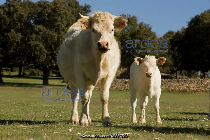  : Cattle - Charolais - with calf