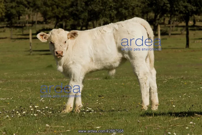 : Cattle - Charolais calf : Cattle - Charolais calf