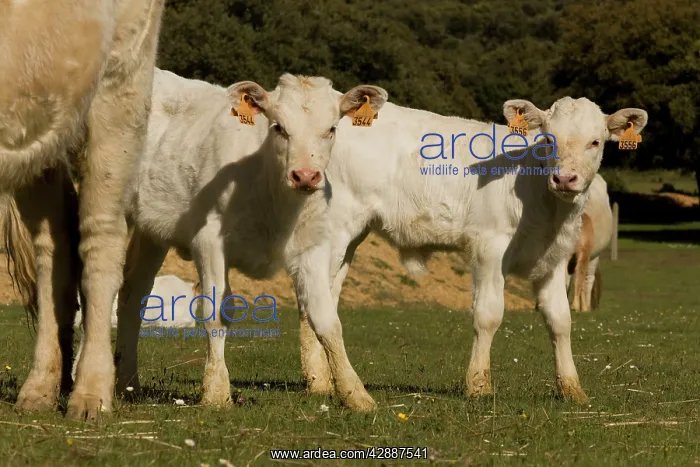  : Cattle - Charolais calves