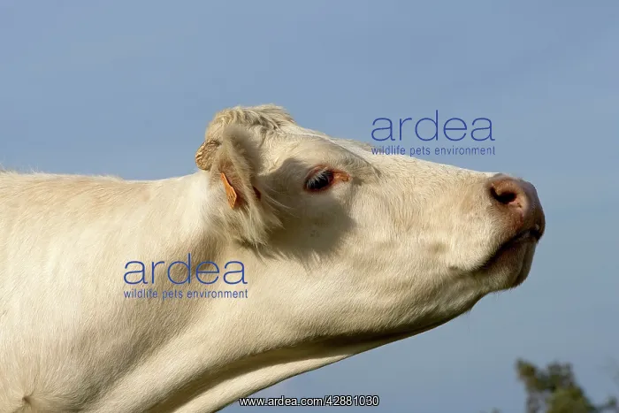  : Cattle - Charolais Cow