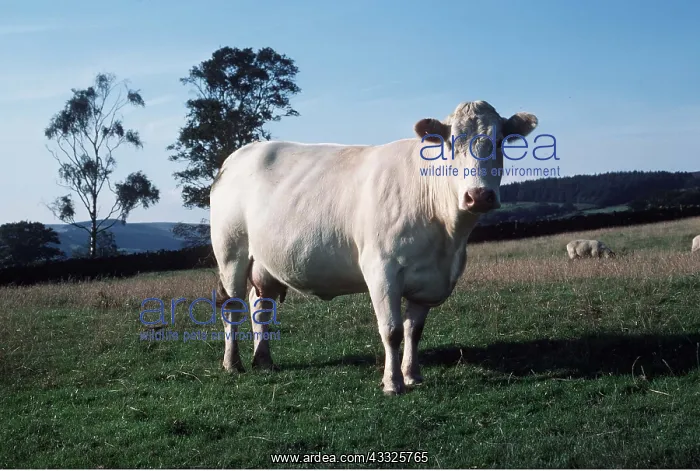 : CATTLE - Charolais cow : CATTLE - Charolais cow