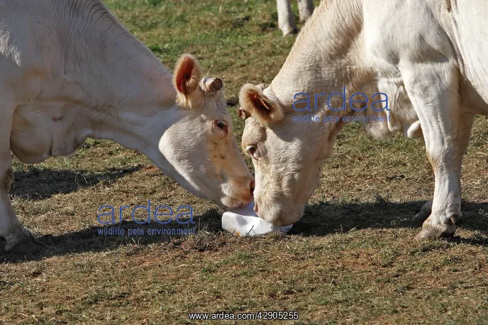 : Cattle - Charolais cow - eating salt block : Cattle - Charolais cow - eating salt block