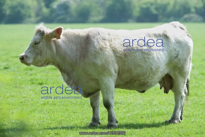  : Cattle - Charolais Cow in field