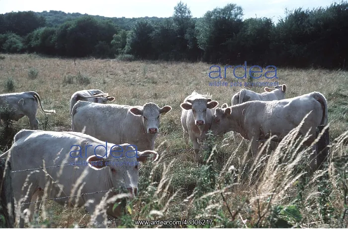 : CATTLE - Charolais herd : CATTLE - Charolais herd