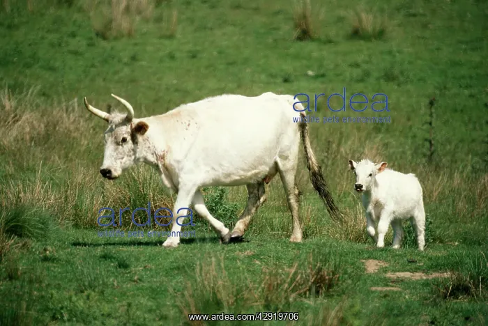 : CATTLE - Chillingham White, calf and cow : CATTLE - Chillingham White, calf and cow