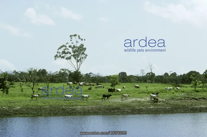 : Cattle in a Cleared Area, Brazil : Cattle in a Cleared Area, Brazil