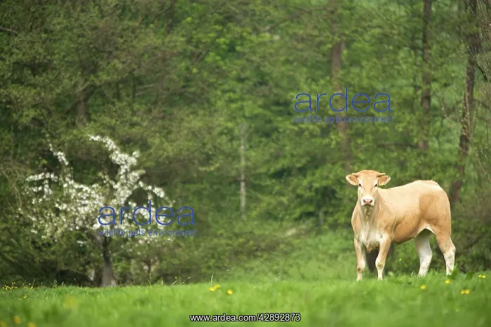 : Cattle - cow in field - Blonde d'aquitaine : Cattle - cow in field - Blonde d'aquitaine