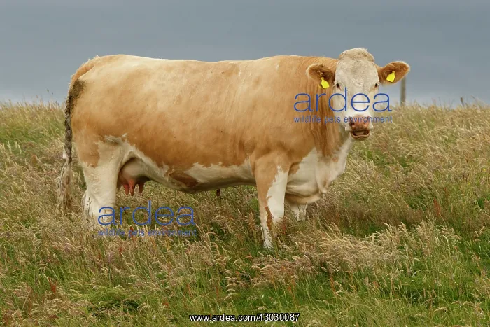 : Cattle cow grazing Scotland, United Kingdom : Cattle cow grazing Scotland, United Kingdom