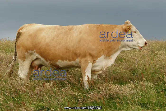 : Cattle cow grazing Scotland, United Kingdom : Cattle cow grazing Scotland, United Kingdom