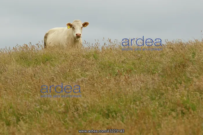 : Cattle cow grazing Scotland, United Kingdom : Cattle cow grazing Scotland, United Kingdom