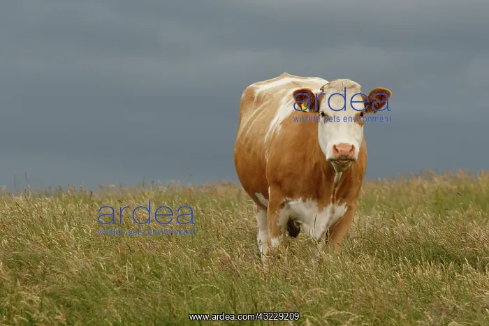 : Cattle cow grazing Scotland, United Kingdom : Cattle cow grazing Scotland, United Kingdom
