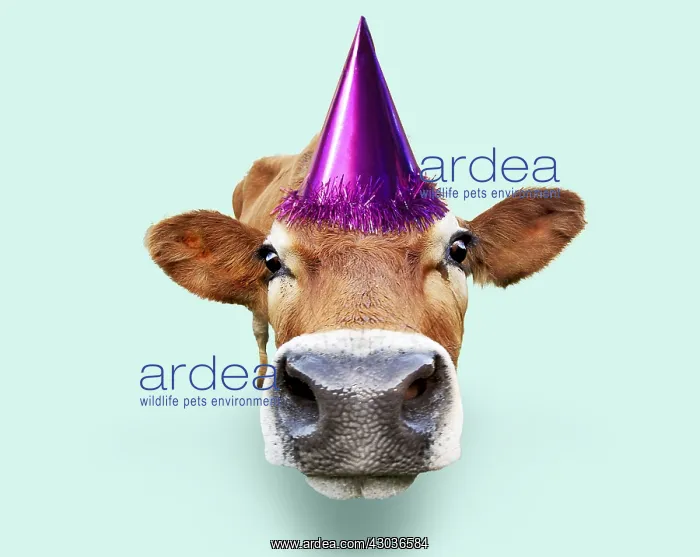 : Cattle, cow leaning forward, wearing Birthday party hat : Cattle, cow leaning forward, wearing Birthday party hat