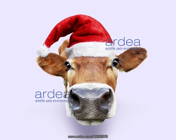: Cattle, cow leaning forward, wearing Father Christmas hat : Cattle, cow leaning forward, wearing Father Christmas hat