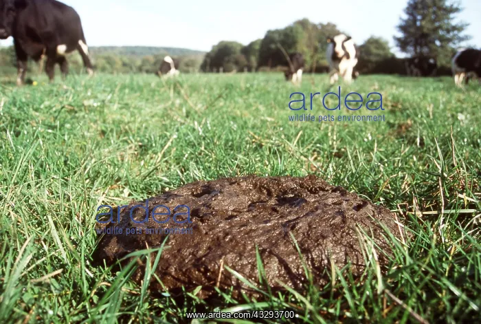 : CATTLE - cow pat and cows : CATTLE - cow pat and cows