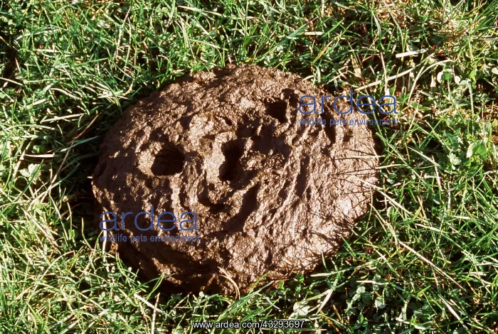 : CATTLE - COW PAT ON GRASS : CATTLE - COW PAT ON GRASS