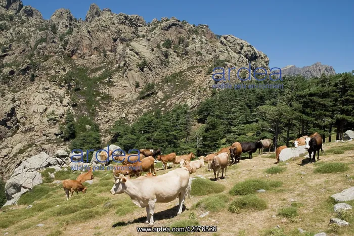 : Cattle - Cows in corsican mountain : Cattle - Cows in corsican mountain
