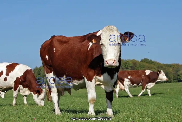 : Cattle - cows in field : Cattle - cows in field
