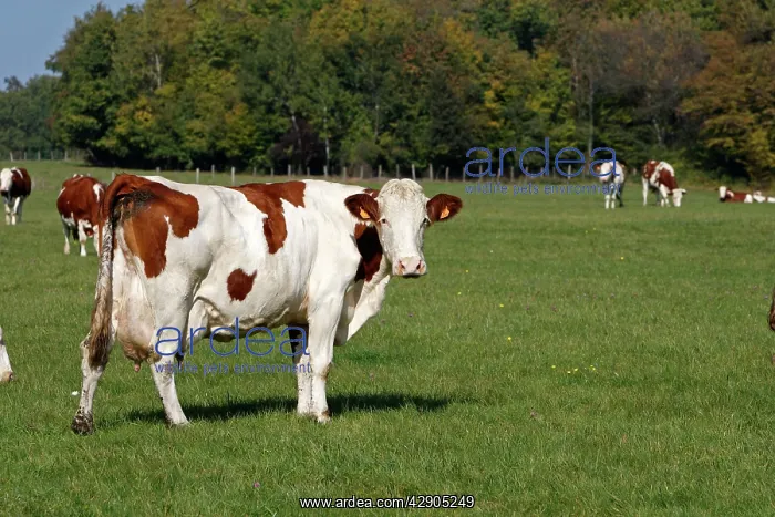 : Cattle - cows in field : Cattle - cows in field