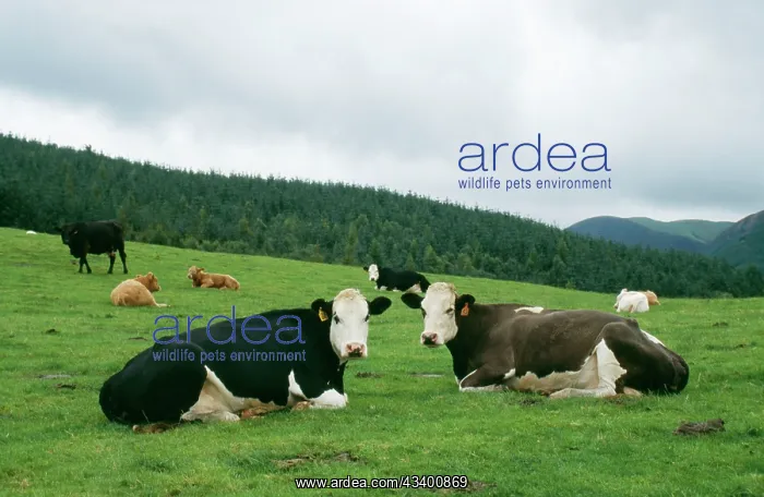 : CATTLE - Cows lying down and chewing cud : CATTLE - Cows lying down and chewing cud
