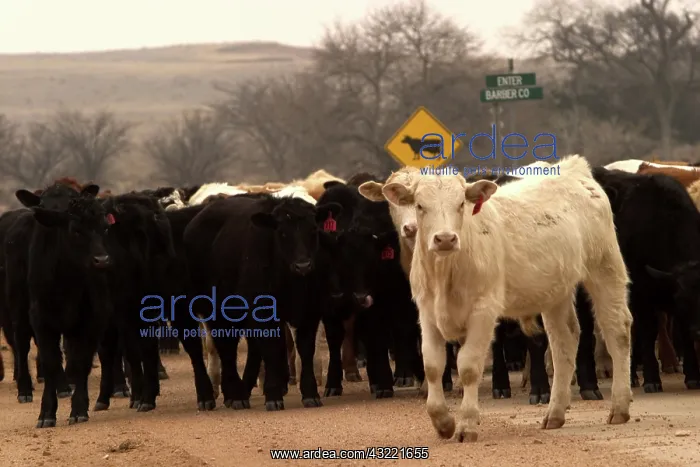 : Cattle Crossing : Cattle Crossing