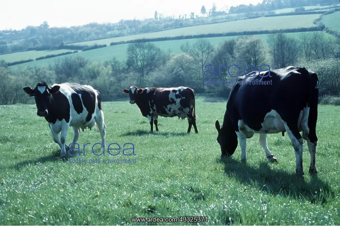 : CATTLE - DAIRY COWS : CATTLE - DAIRY COWS