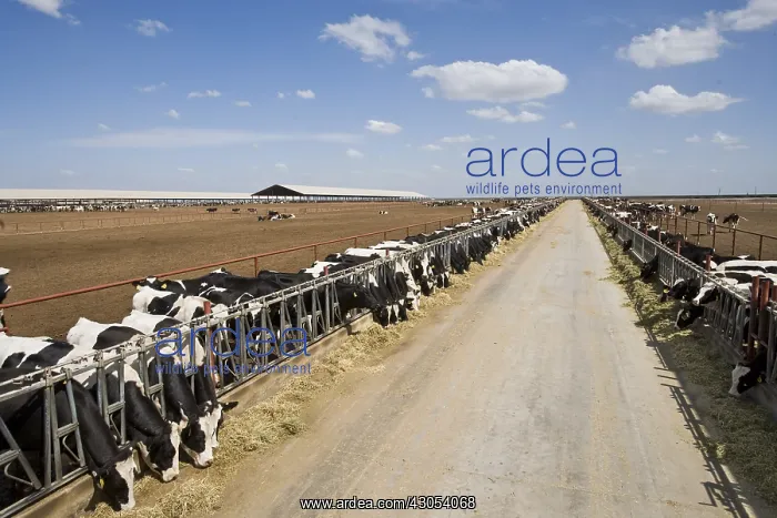 : Cattle dairy farming in Riverdale California USA : Cattle dairy farming in Riverdale California USA