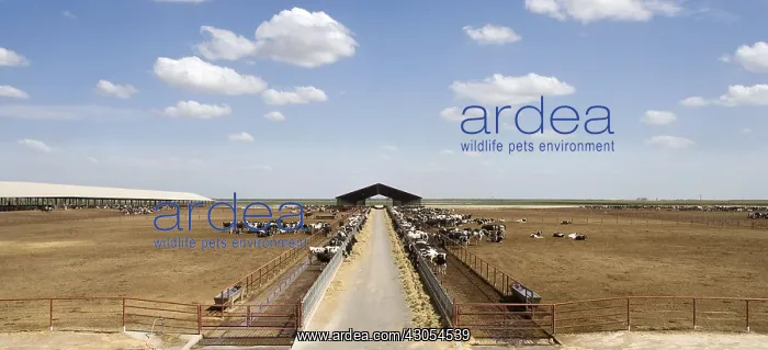: Cattle dairy farming in Riverdale California USA : Cattle dairy farming in Riverdale California USA