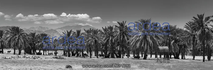 : Cattle among Date Palms, Coachella Valley, California, USA : Cattle among Date Palms, Coachella Valley, California, USA
