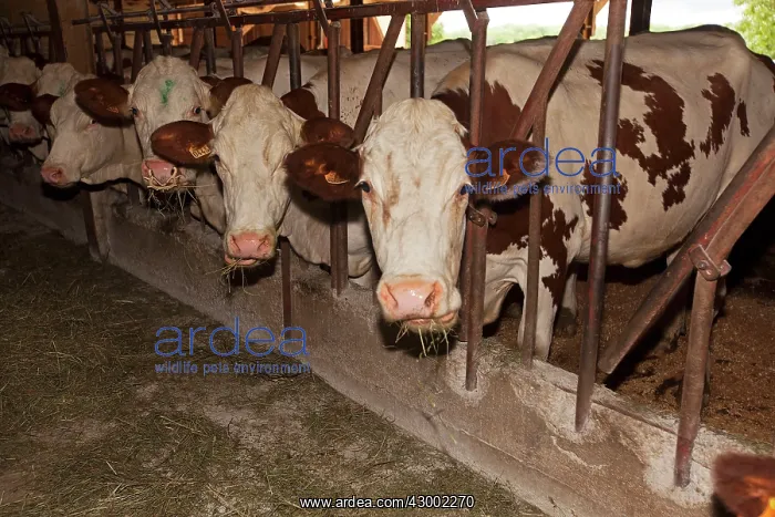 : Cattle - diary cows : Cattle - diary cows