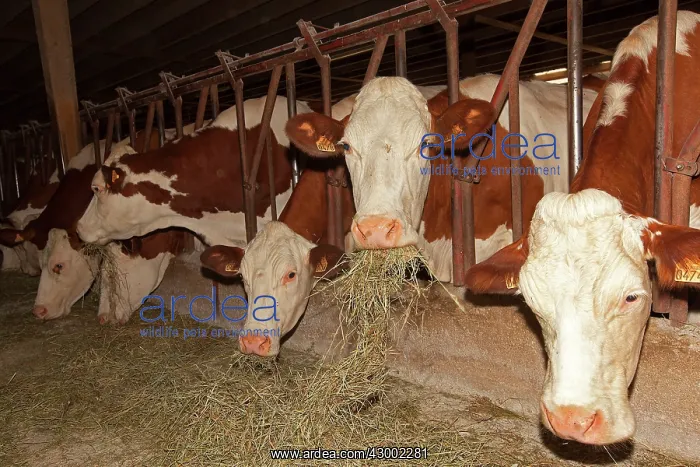 : Cattle - diary cows : Cattle - diary cows