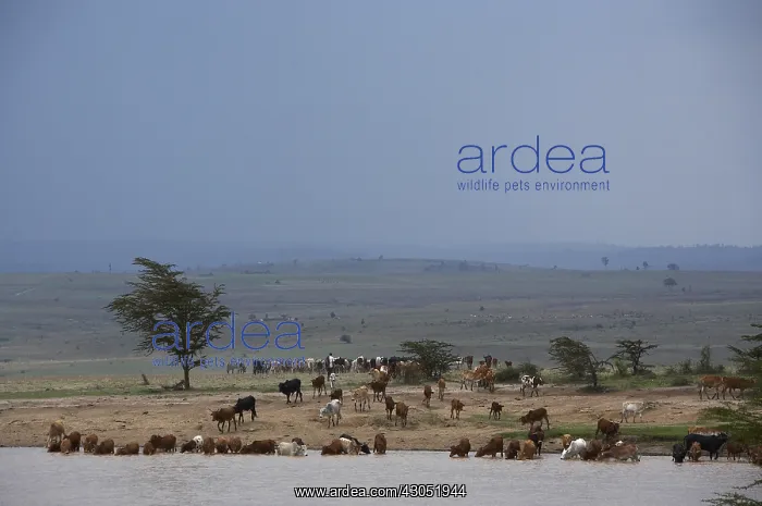 : Cattle drinking on the river Masai Mara Reserve Kenya : Cattle drinking on the river Masai Mara Reserve Kenya