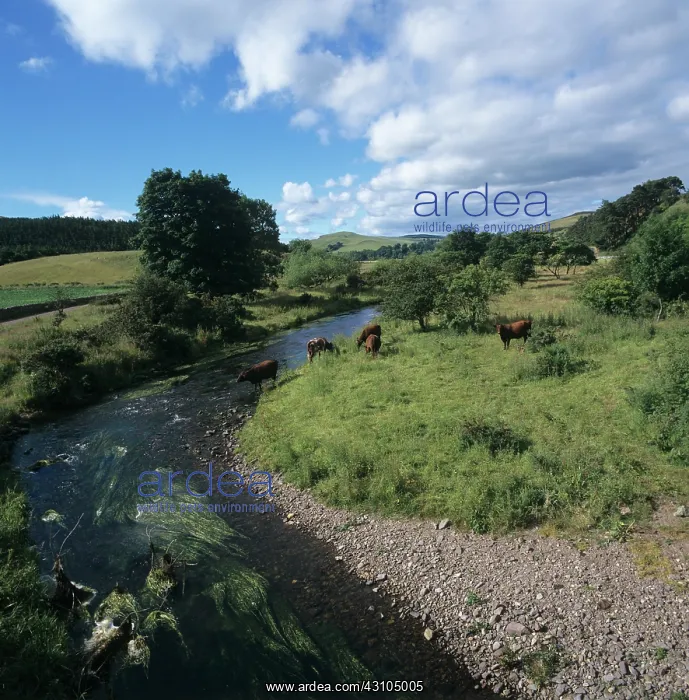 : Cattle drinking from a shallow river : Cattle drinking from a shallow river