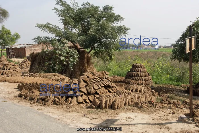: Cattle dung formed into circular shapes and drying : Cattle dung formed into circular shapes and drying