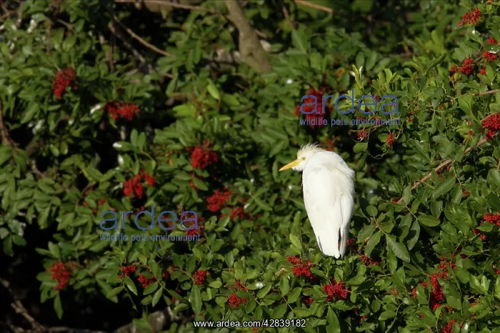 : Cattle Egret : Cattle Egret
