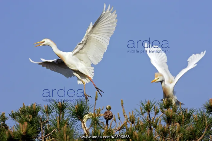 : Cattle Egret : Cattle Egret