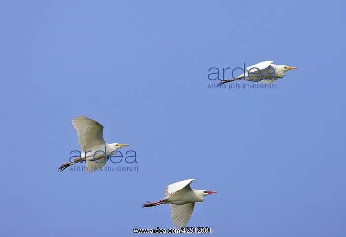  : Cattle Egret