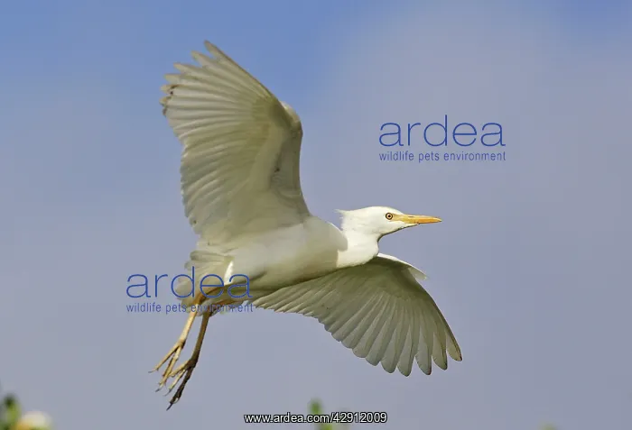  : Cattle Egret