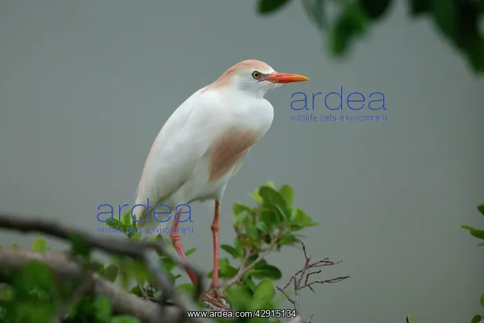 : Cattle Egret : Cattle Egret