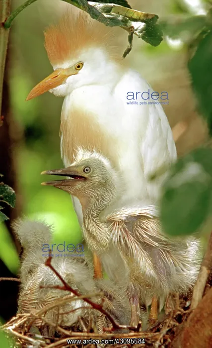 : Cattle Egret : Cattle Egret