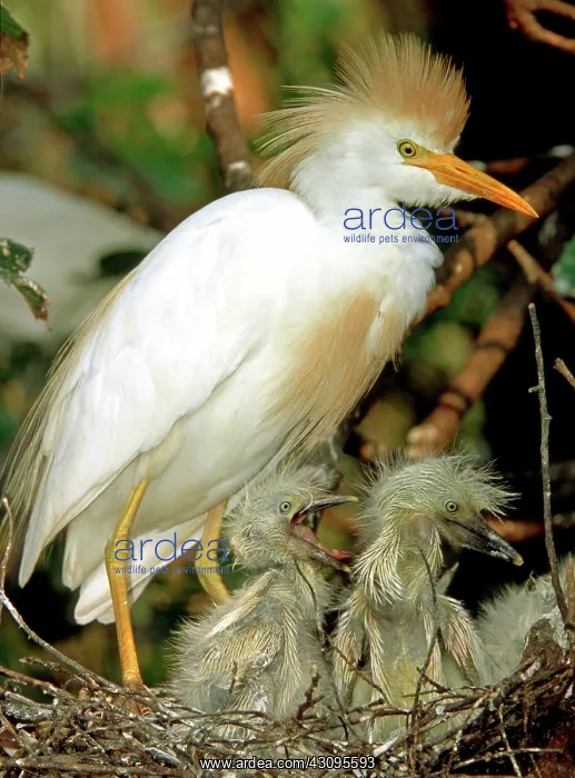 : Cattle Egret : Cattle Egret