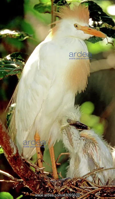 : Cattle Egret : Cattle Egret