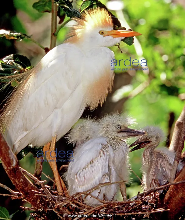 : Cattle Egret : Cattle Egret