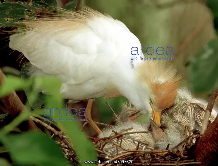 : Cattle Egret : Cattle Egret