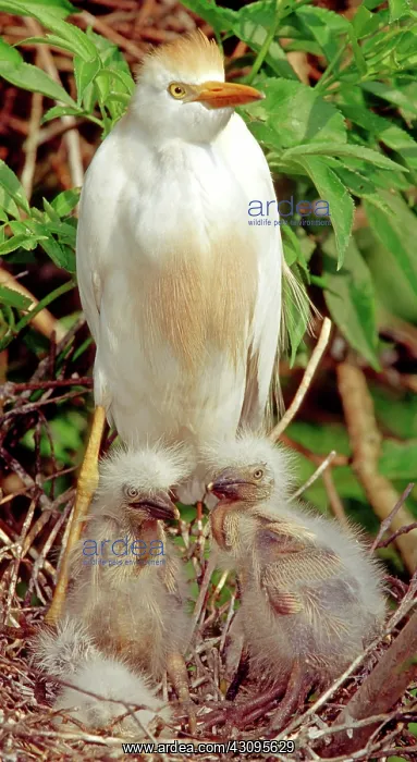 : Cattle Egret : Cattle Egret