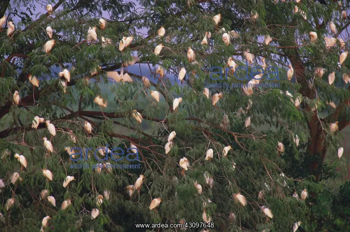 : Cattle Egret : Cattle Egret