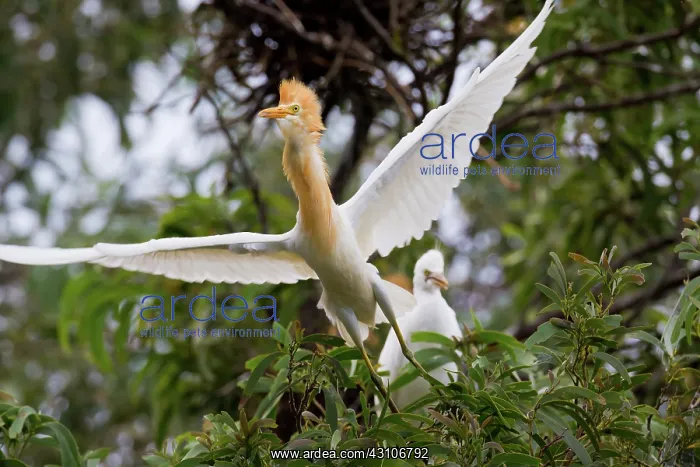 : Cattle Egret : Cattle Egret