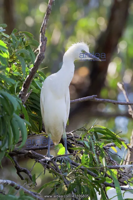 : Cattle Egret : Cattle Egret