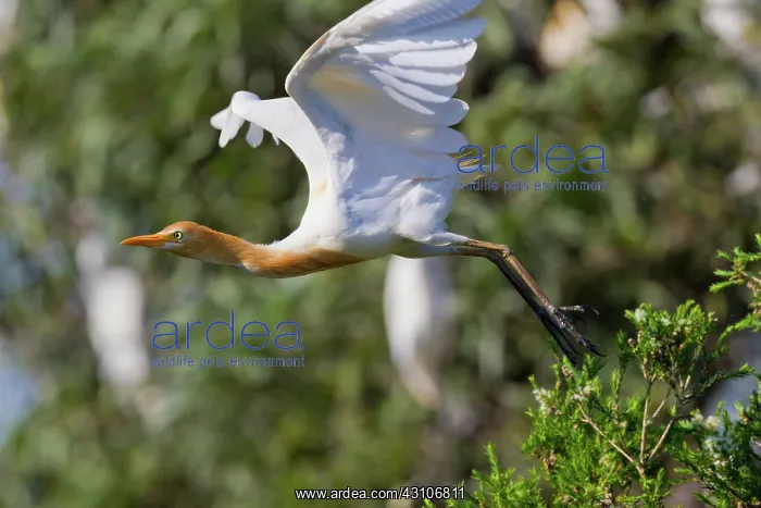  : Cattle Egret