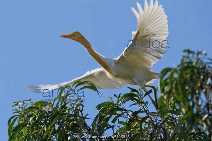 : Cattle Egret : Cattle Egret