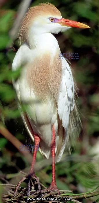 : Cattle Egret : Cattle Egret